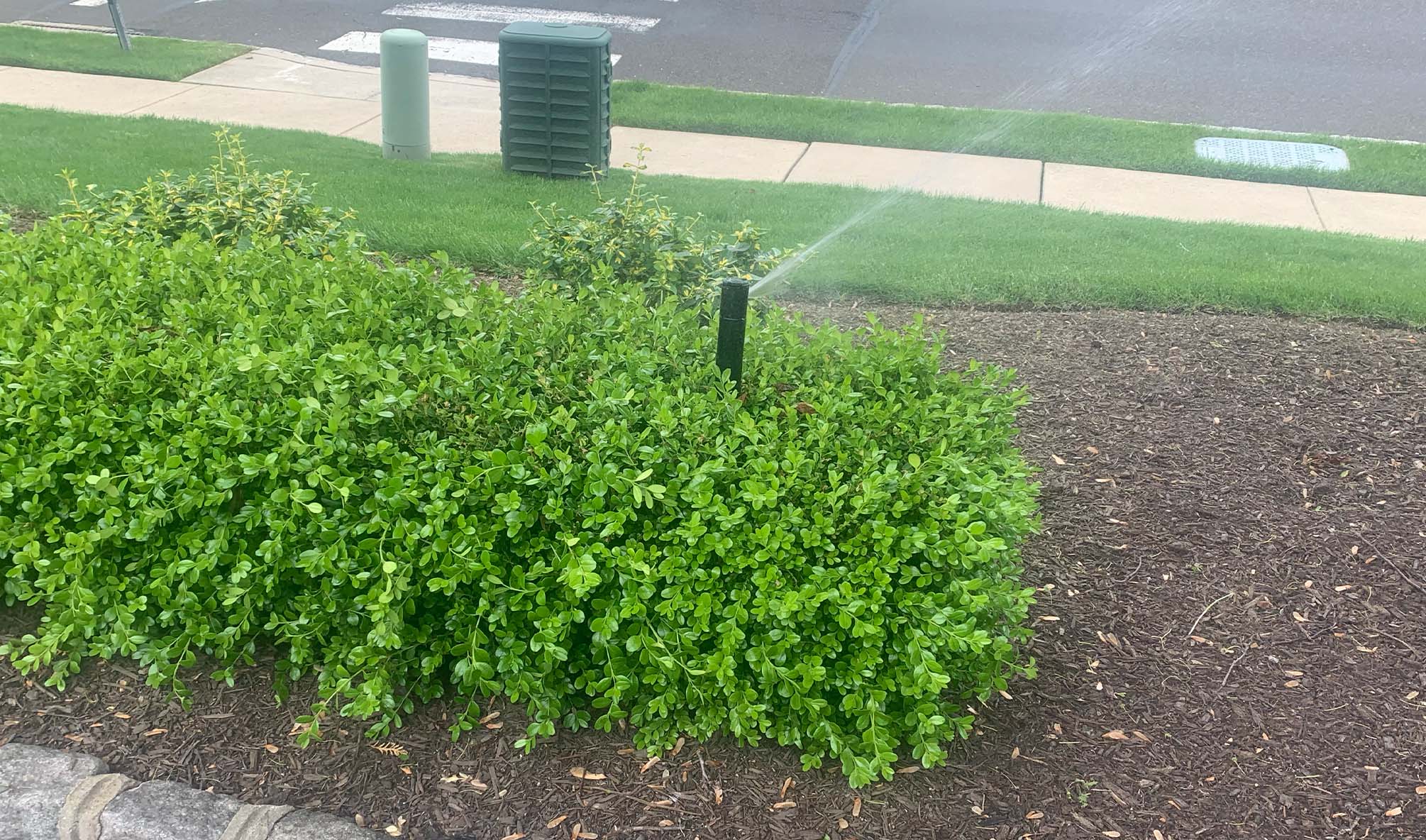 Irrigation Sprinklers Set To On Near Some Front Yard Bushes