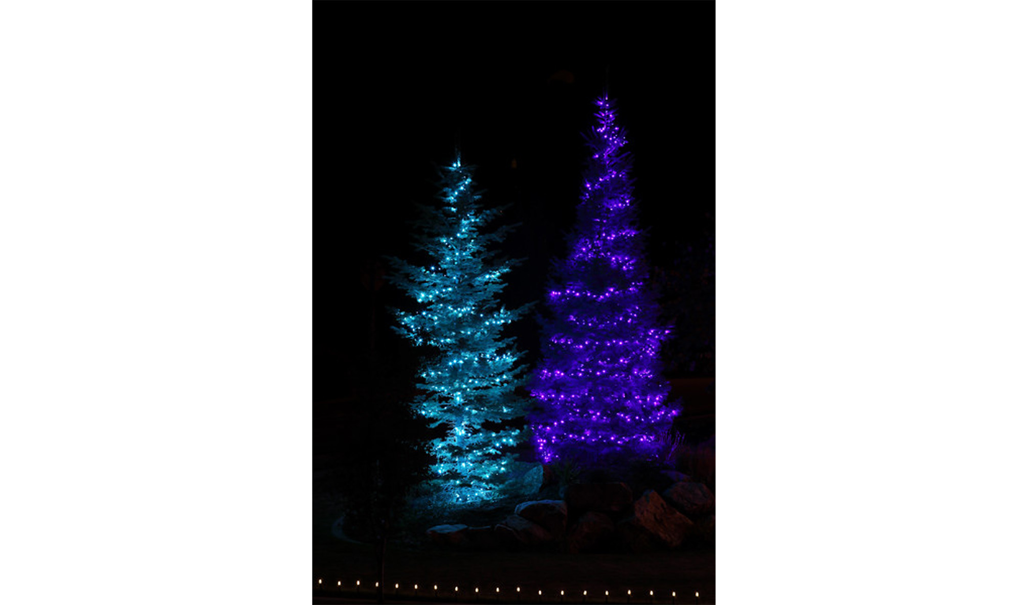 Two Christmas Trees With Lights