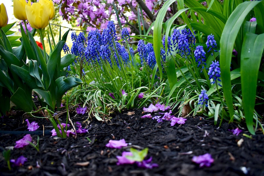 Black Mulch in a Garden with Flowers