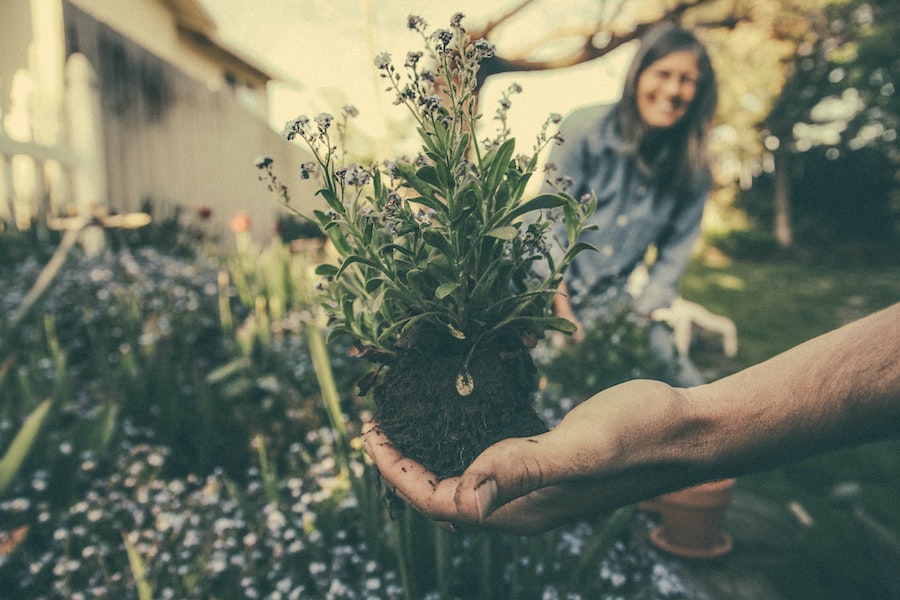 People Planting a Small Tree in Their Garden