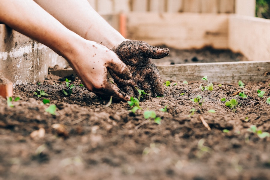Person Putting Their Hands in Soil