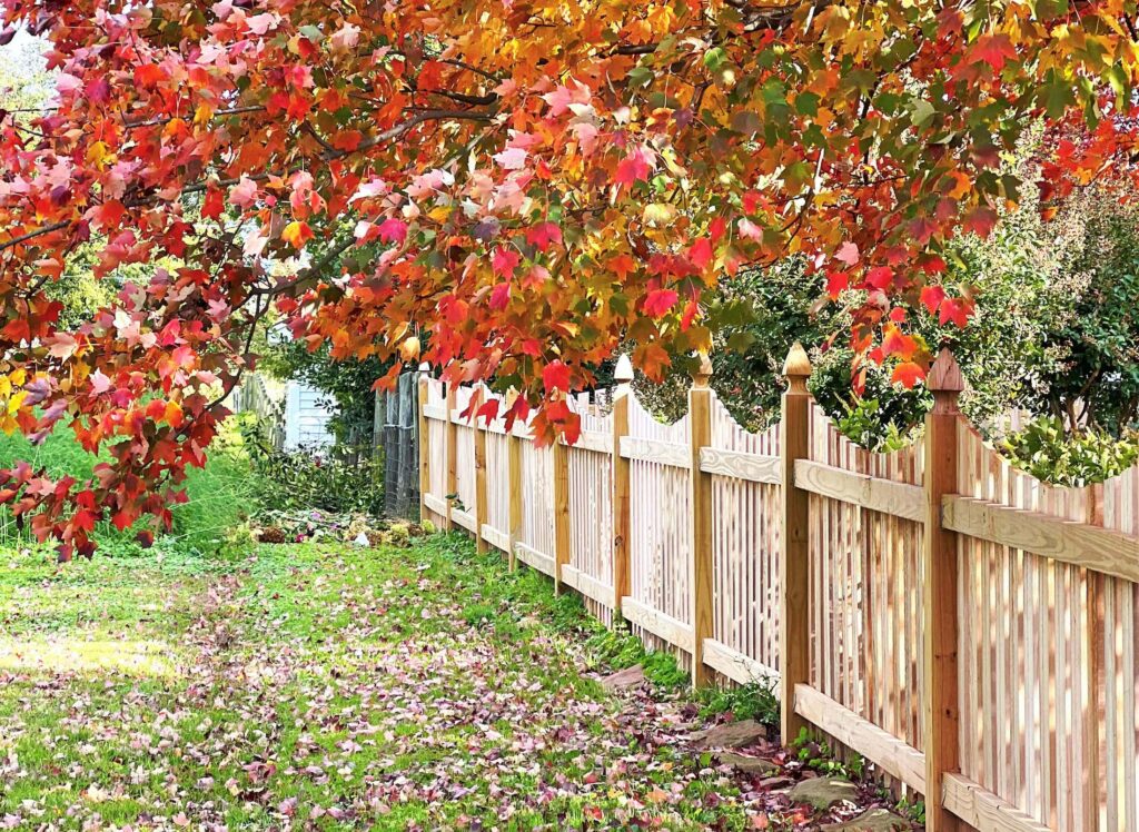 yard during fall with many leaves on the grass