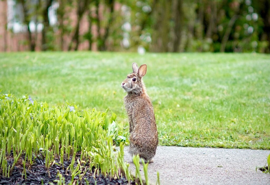 bunny sitting in a yard during spring